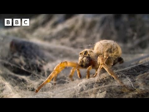 Spiderlings eat their own mum | Parenthood - BBC