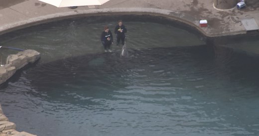 OdySea in the Desert: New attraction set to replace Dolphinaris will have no live animals 'of any kind'