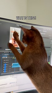 39K views · 1K reactions | Octavia was pretty nervous about a cat stuck in the screen  Or maybe she just doesn’t like the sound of her own voice? Abyssinian kitten watching a video of herself #abyssinian #asmr #fblifestylechallenge #CatLovers | Barcelona Cat | Facebook