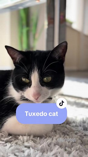 Understanding Tuxedo Cats: Characteristics and Care