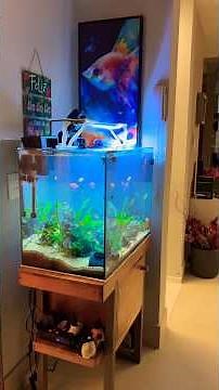 This aquarium was a lost cause... until I applied this method.
