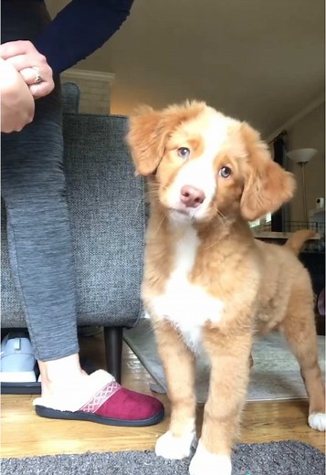 Cute Puppy Reactions to Funny Sounds