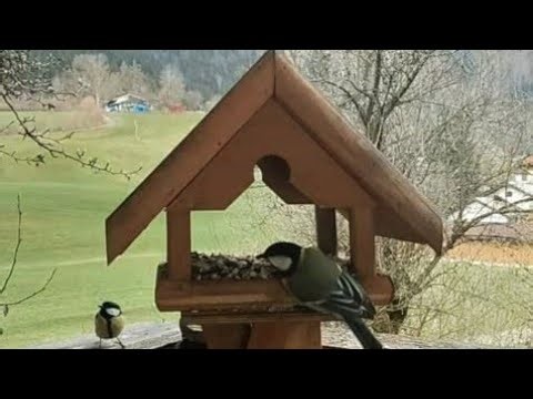 A Quiet Spring Moment | Waiting for Wings