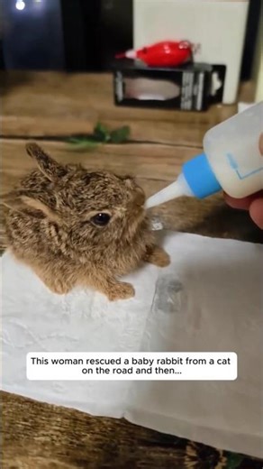 Baby Bunny Rescue 🐇 | Our Cat Brought Us a Tiny Rabbit 🐾❤️