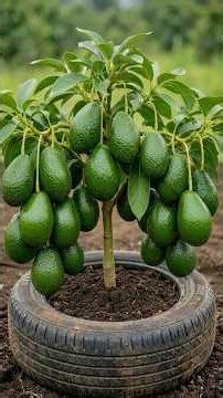 Simple methods to graft avocado trees for 100% faster fruiting.#avocados #grafting #grow