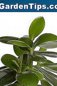 Tipuri de plante Jade 🌱 Sfaturi Grădinari - Ro.ezGardenTips.com