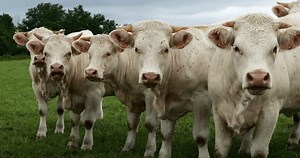 Charolais cattle. The Charolais is the second-most numerous cattle breed in France.