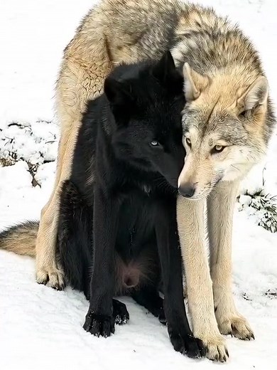 11K views · 95 reactions | The she-wolf has this habit of wrapping herself around the neck of her wolf because the neck is the most vulnerable part of the animal. By doing so, she shows him her unconditional love. For ethologists: Wolves are the most loyal and loving animals: they have only one partner throughout their life. The wolf is known to have an almost extraordinary tenderness and affection towards his she-wolf...which she knows perfectly well to return. | Mr Commonsense | Facebook