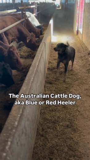 ❤️💙 #australiancattledogworld #blueheeler | Australian Cattle Dog Unity