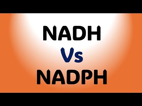 Difference between NADH and NADPH