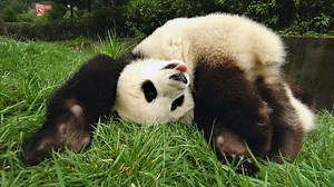 Wacky Weekend: Upside-Down Animals