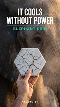 Elephant skin holds water in cracks. Cement now does too