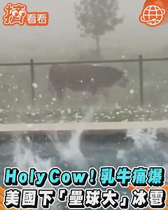 16K views · 82 reactions | 【Holy Cow！乳牛痛爆　美國下「壘球大」冰雹】牛牛嚇死了…… #乳牛...