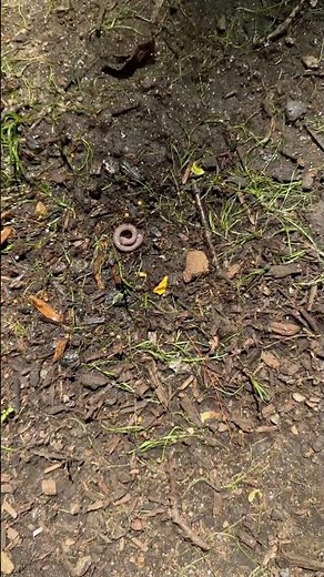 Getting rid of Asian jumping worms #asianjumpingworms
