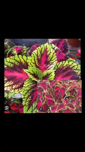 #josephscoatplant | Corner Yanga