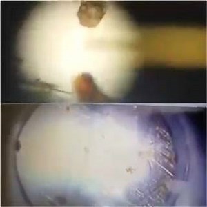 Microscopic examination of live earmites | Furries Inc CAT grooming | Facebook