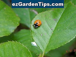 La maladie de Viorne 🌱 Conseils Jardiniers - Fr.ezGardenTips.com