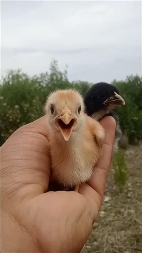 Male vs Female Chick Sound: Can You Tell the Difference? 🐥 #MaleVsFemaleChick #PoultryLife