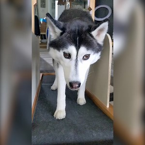 116K views · 4.1K reactions | These Snow Dogs Will Do ANYTHING For Treats! 領 | Gone to the Snow Dogs | Facebook