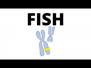 Fluorescent In Situ Hybridization (FISH) in 1 minute