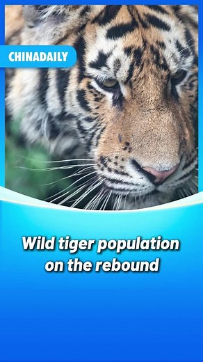 Recovery of Wild Tiger Population in China: Favorable Conditions and Growth