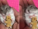 Hamster holding a teddy bear gets sung a lullaby