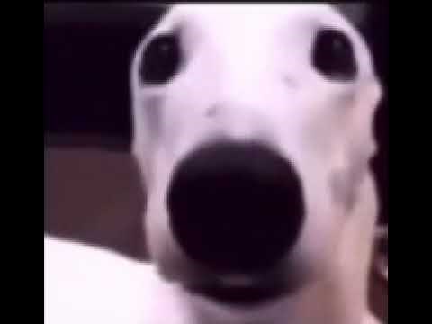 Cold dog meme