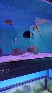 The Corner Reef on Reels