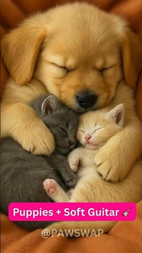 Cutest Puppies and Kitten Ever 😍 | Adorable Pet Moments That Melt Your Heart | Animated love story