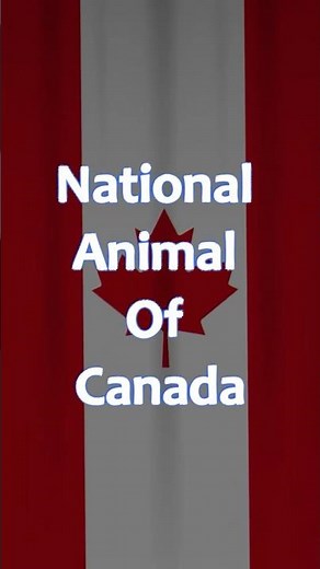 National Animal of Canada 🇨🇦🦫 | Beaver Facts You Didn’t Know! #shorts #canadafacts #animalfacts