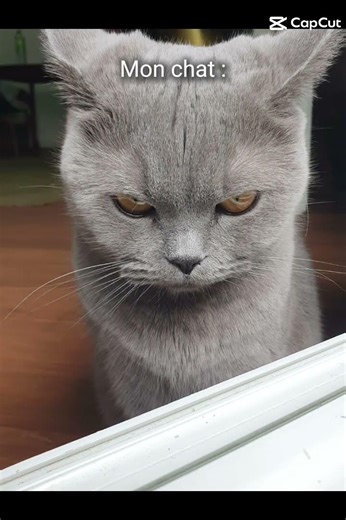 #chat #badcat #cat #funnycat