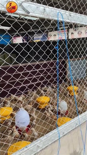 The Importance of a Chicken Coop Facing the Rising Sun