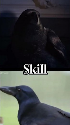 Raven(Bird) vs Crow(Bird) Fight #ravens #crows #birds