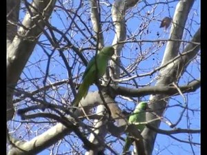 PERRUCHES à COLLIER