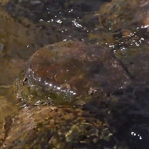 380K views · 3.9K reactions | I test a primitive fish trap in the wild  | Chad Zuber | Facebook