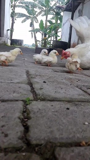 Kunti Bogel 🥴 #chabo #japanesebantam #ayamkate #farm #animals | animals