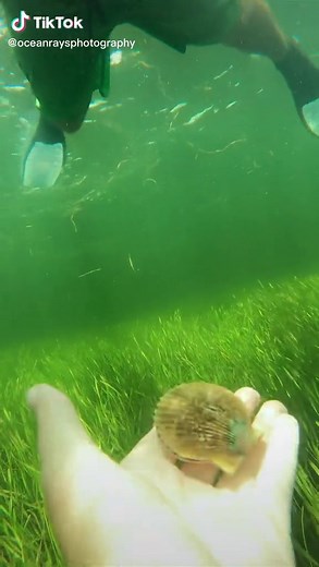 Florida Scallops: Alive Swimming and Hunting Experience