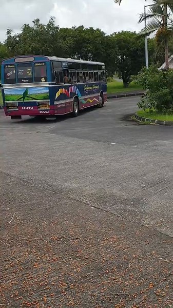 Discover the Charm of Princess Parrot in Mauritius