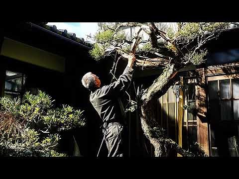 Mastering Niwaki: Advanced Pine & Maple Pruning for Authentic Japanese Gardens