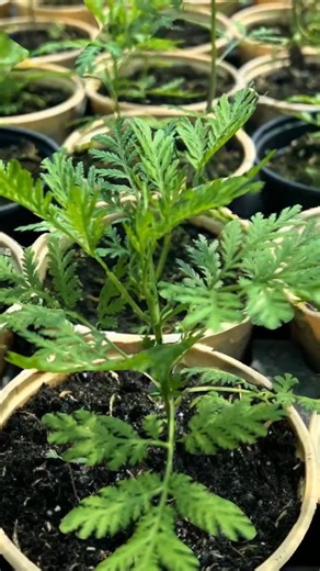 Artemisia Annua : La Plante Anti-Paludisme qui Dérange Big Pharma Secrets de Culture et Bienfaits Pour vos plantes ( 225) 0173838463 #germeo #plantes #pourtoi | Germeo