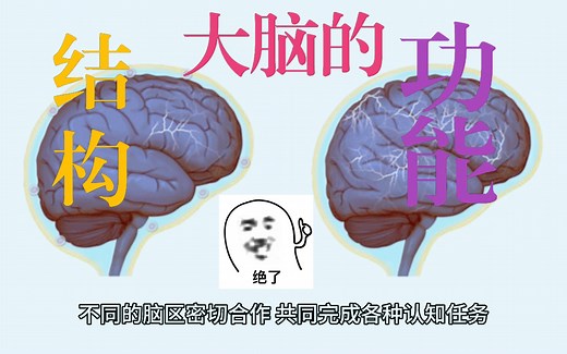 3分钟细说大脑的结构和功能