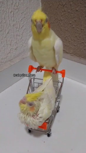 Adorable Cockatiels Playing in a Mini Shopping Cart
