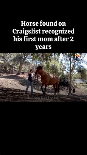 Horse Reunited with His First Mom After 2 Years