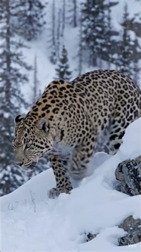 🐆 Amur Leopard Skin & Habitat Facts! #wildlife #animals #facts #bigcat #nature