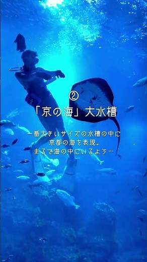 京都水族館の癒やされ水槽をまとめました✨#京都水族館 #京都観光 #京都デート #水族館デート #癒やし動画 #チル #クラゲ #オオサンショウウオ #ペンギン #お出かけスポット