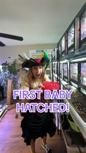 Baby Chameleon Hatching Update: First Baby Arrival
