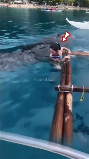 This female swimmer panicked when she saw a whale shark behind her