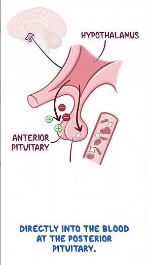 Clinical Cuts: Endocrine system anatomy & physiology