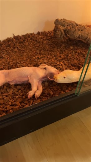 Justin Thompson on Instagram: "Must Watch!!! My Giant Burmese Python Almost Attacks Me! 🤯🐍 Burmese Pythons Are Large, Nonvenomous Snakes Native To Southeast Asia, Known For Their Striking Size And Robust Build. These Pythons Are Powerful Ambush Predators That Thrive In Wetlands, Grasslands, And Forested Areas, Reaching Lengths That Impress Both Researchers And Enthusiasts. 🔥 Enjoyed This Epic Content? Hit Follow Now, Comment Your Thoughts And Don’t Miss The Next Mind-Blowing Post From TheBlac