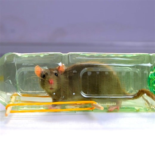 DIY Mouse Trap with Stuff You’d Trash! | 5-Minute Crafts Green